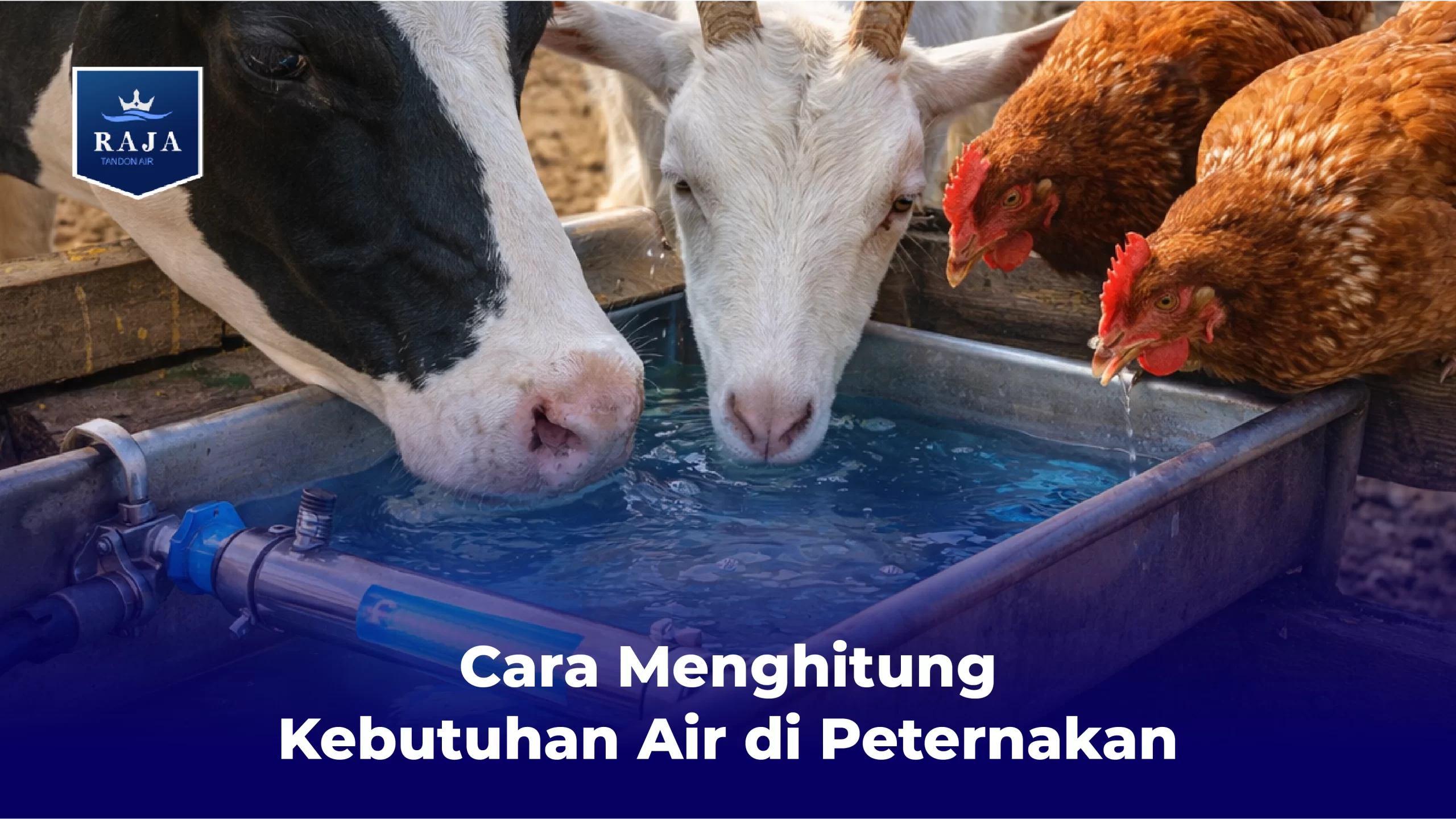 Cara Menghitung Kebutuhan Air di Peternakan